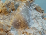 Brachiopod